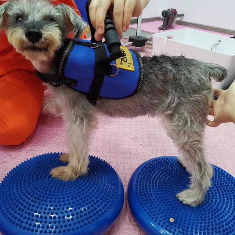 Dog Balance Disc Cushion Rehab - đánh giá và giá Balance Cushion Disc