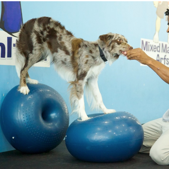 Balance Disc Cushion Dog Balan - đánh giá và giá Balance Cushion Disc